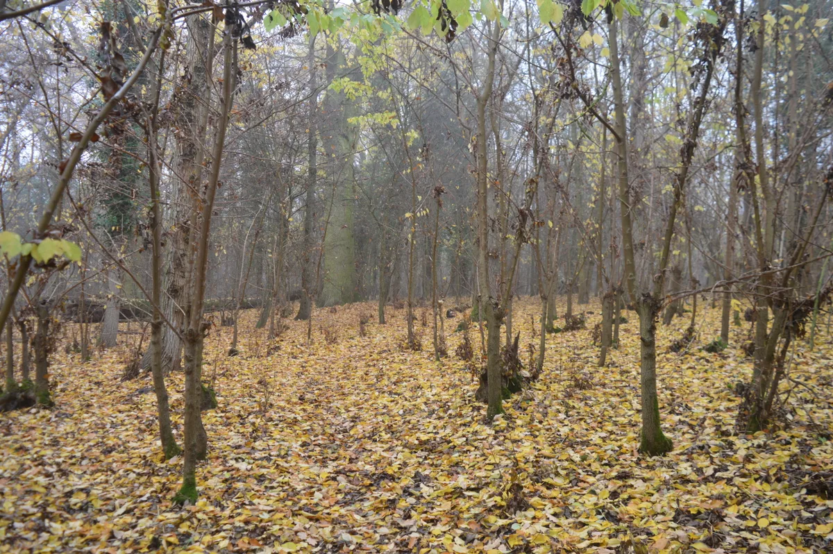 Overhall Grove