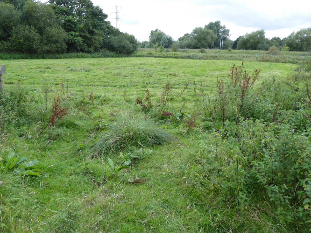 Papermill Reedbed