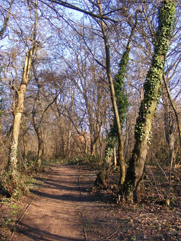 Peascroft Wood