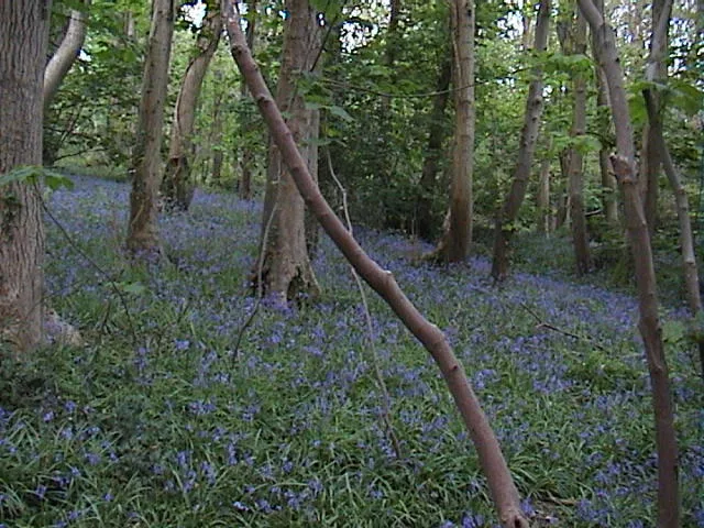 Penglais Nature Park