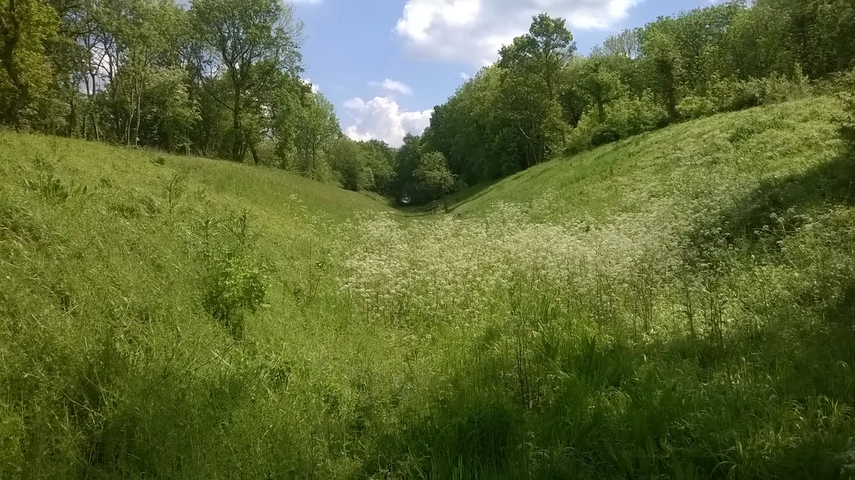 Pingle Wood and Cutting