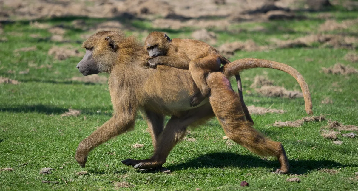Port Lympne Wild Animal Park