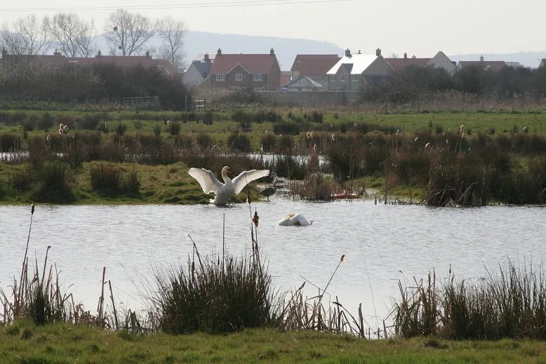 Portbury Ashlands