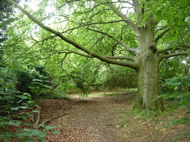 Purley Beeches