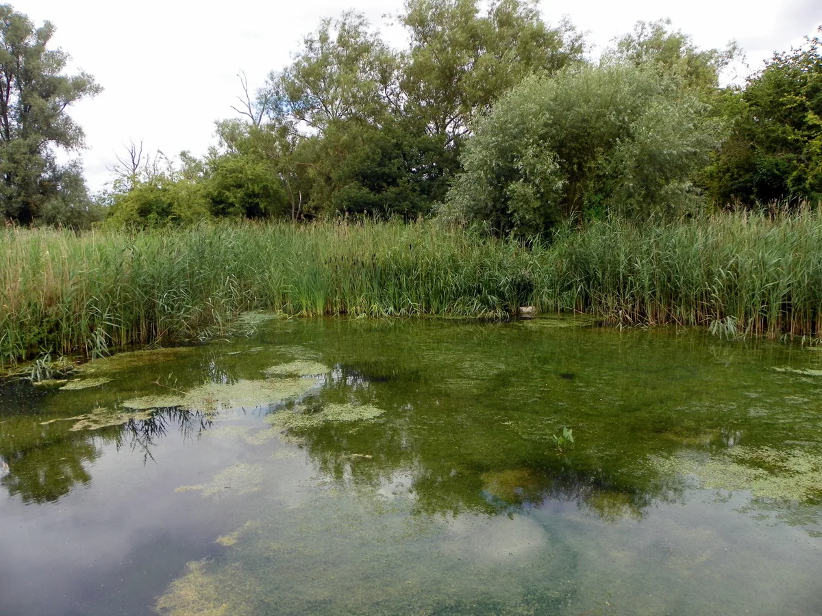 Purwell Ninesprings