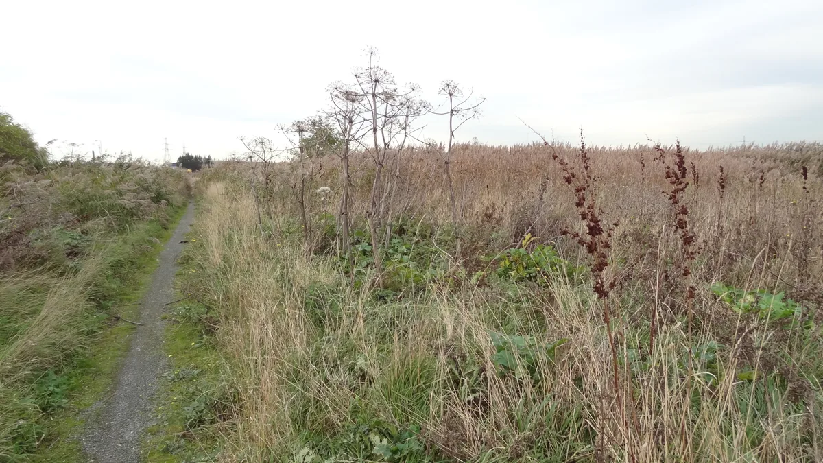 Rainham Marshes Nature Reserve