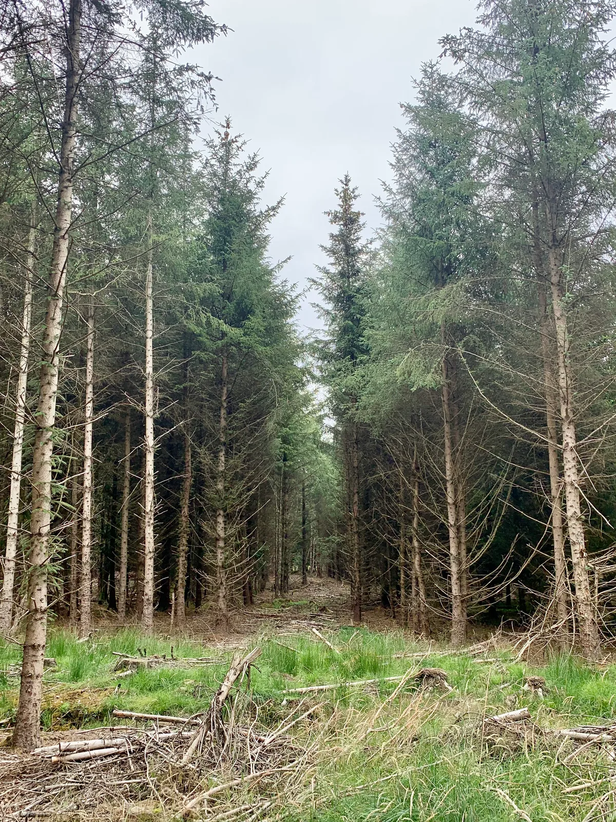 Randalstown Forest Nature Reserve