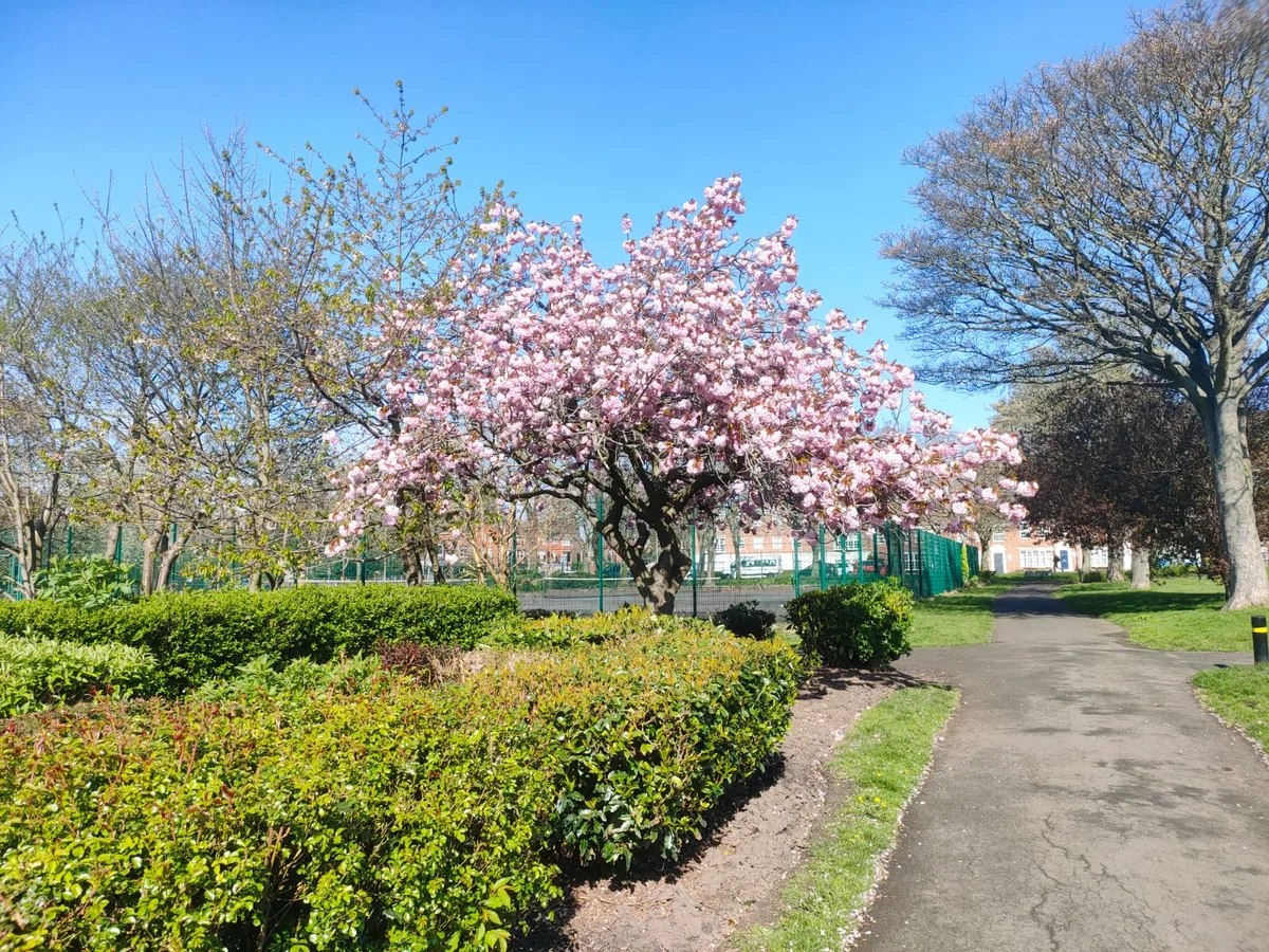 Readhead Park