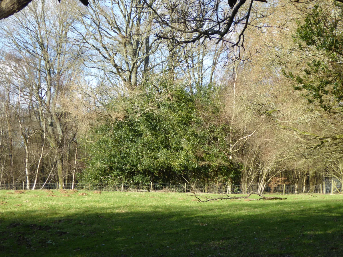 Redhill Wood