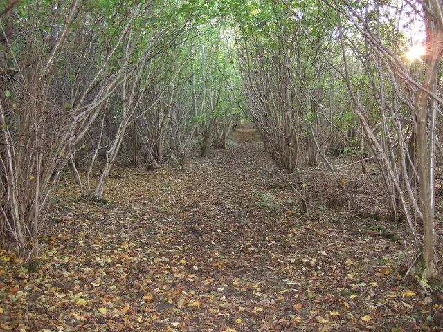 Reydon Wood