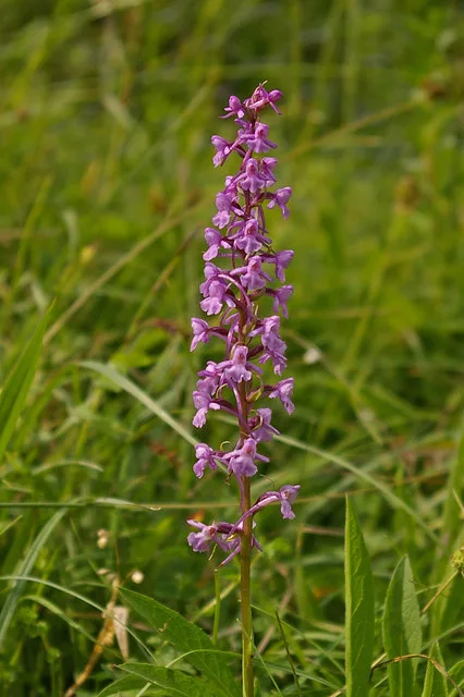Ridley Bottom