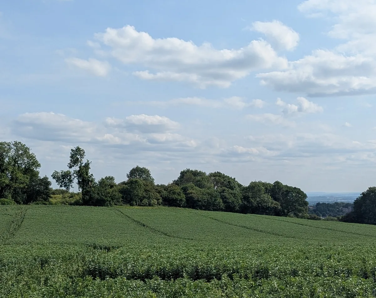 Roach Lime Hills