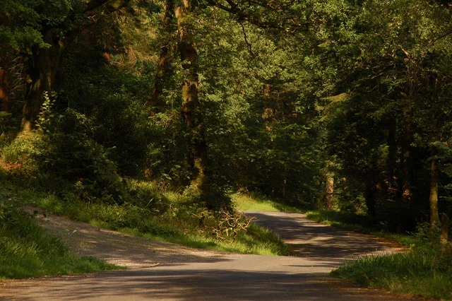 Rostrevor Forest