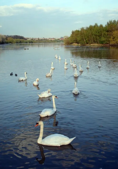 RSPB Fairburn Ings