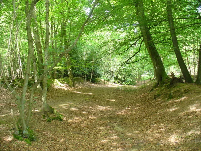 Runfold Wood