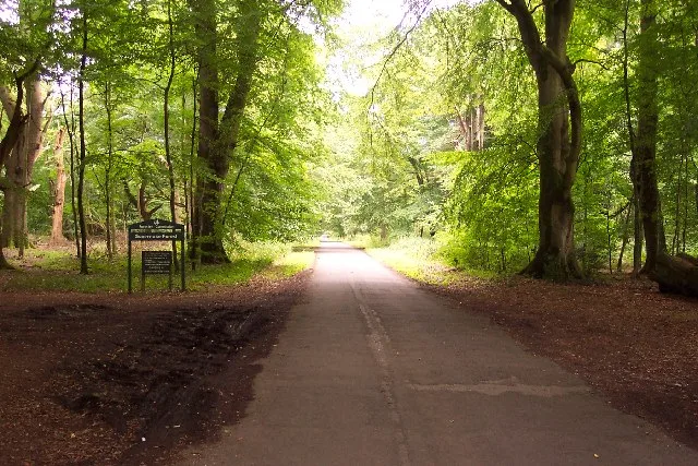 Savernake Forest
