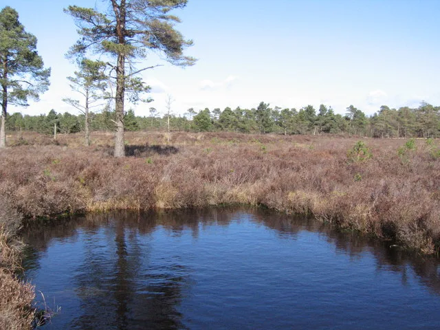 Scaleby Moss