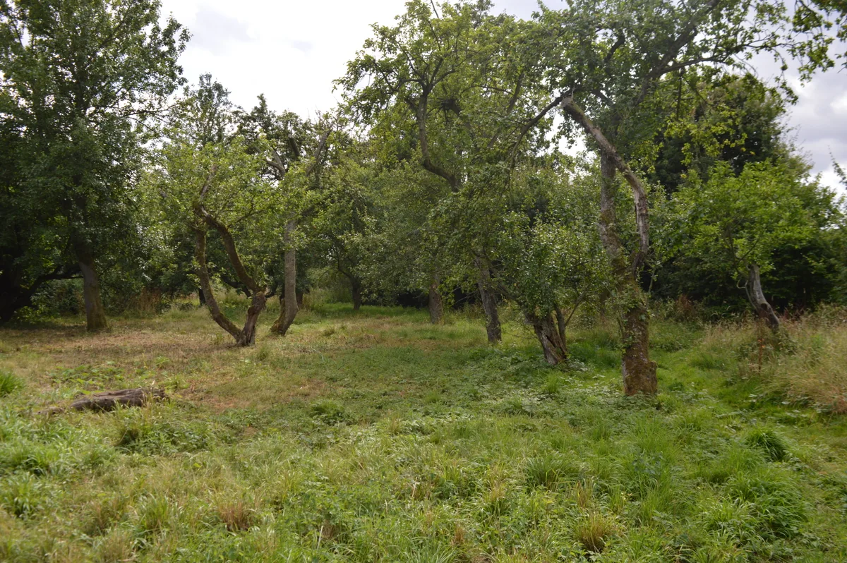 Sergeants Orchard