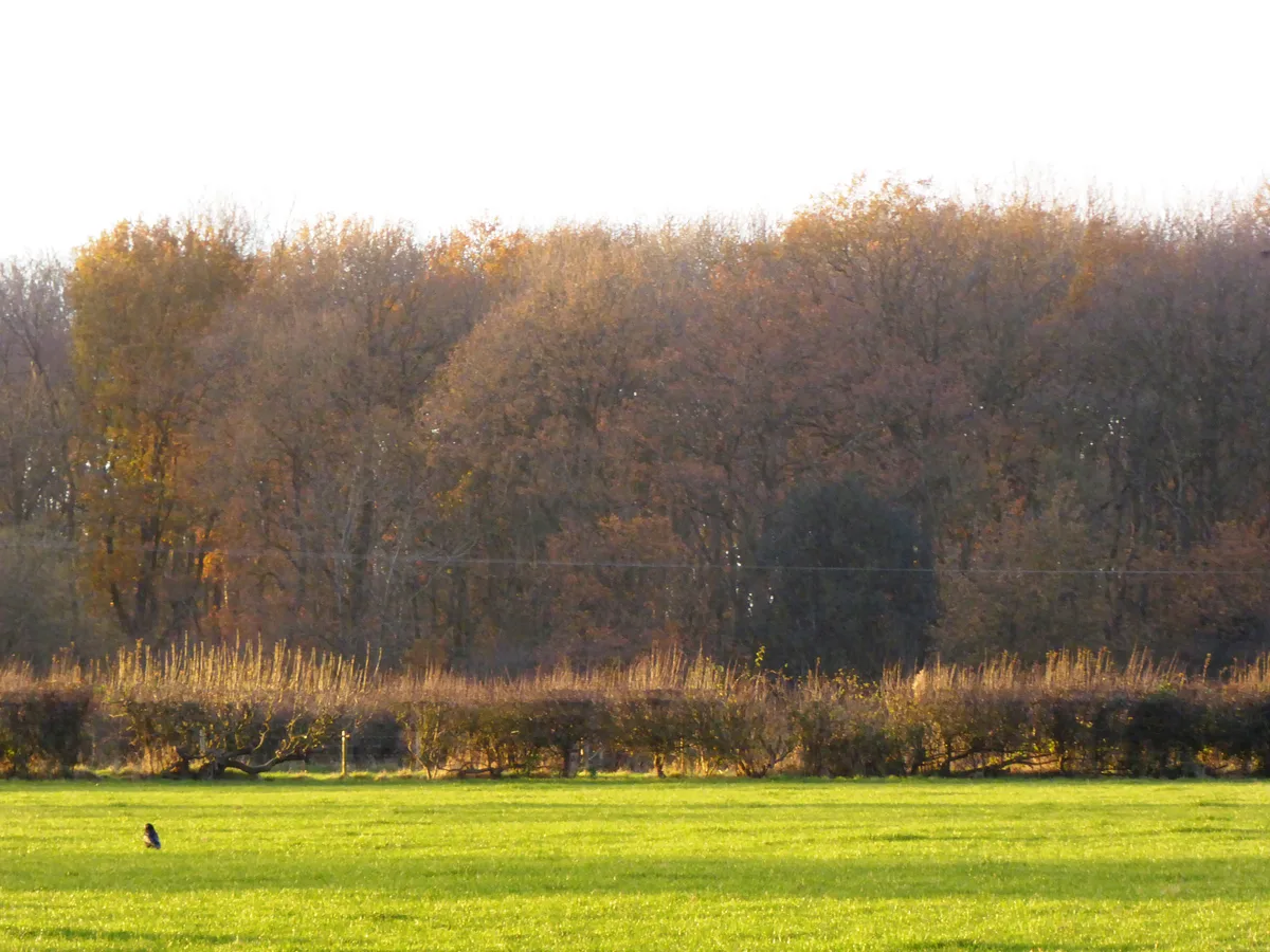 Sheet Hedges Wood