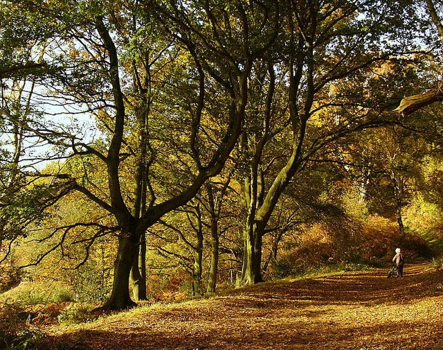 Shotover Hill