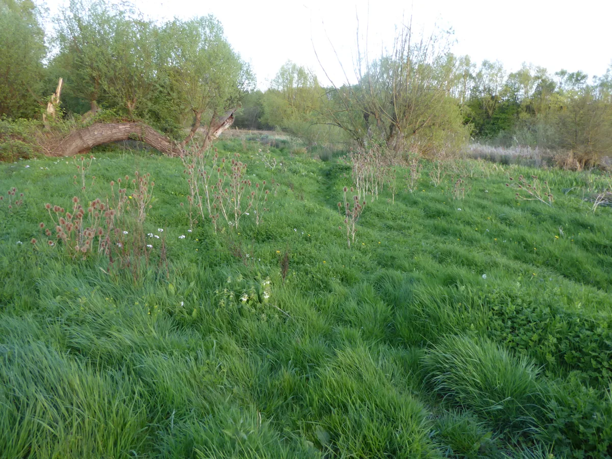 Southfield Farm Marsh