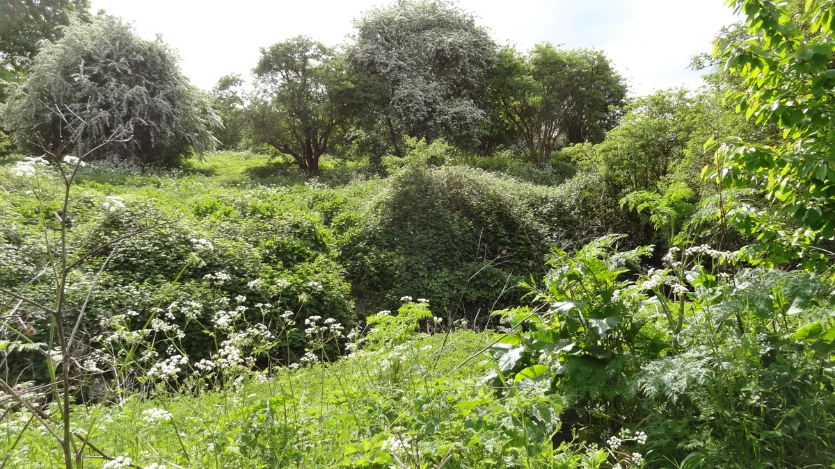 Southwood Open Space