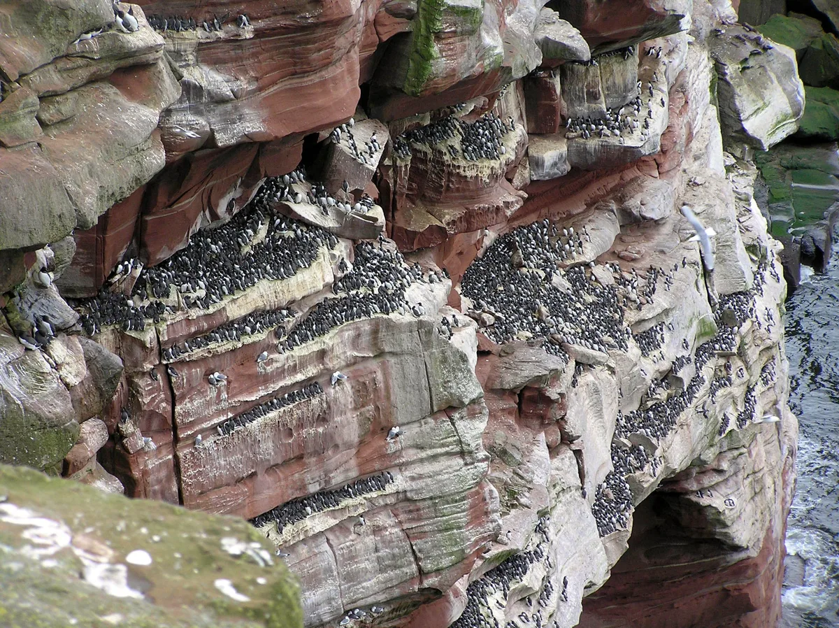 St Bees Head RSPB reserve