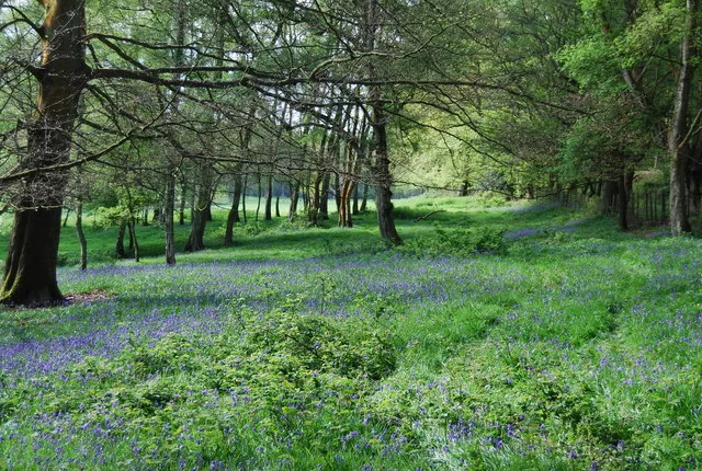 St Leonard's Forest