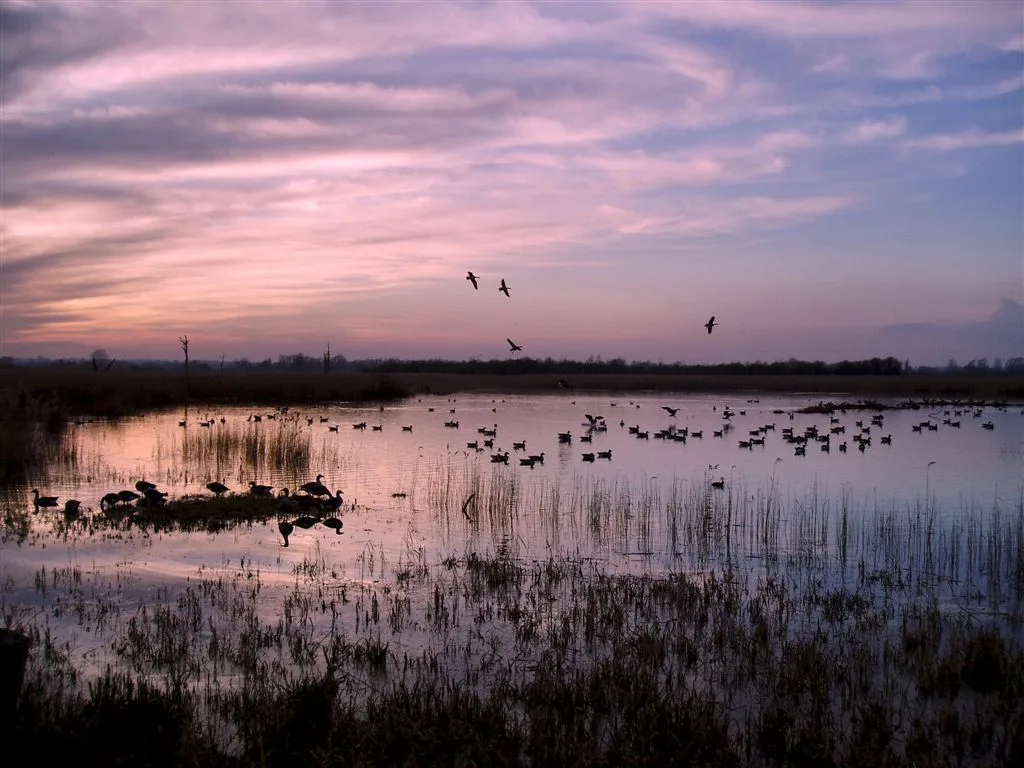 Strumpshaw Fen RSPB reserve