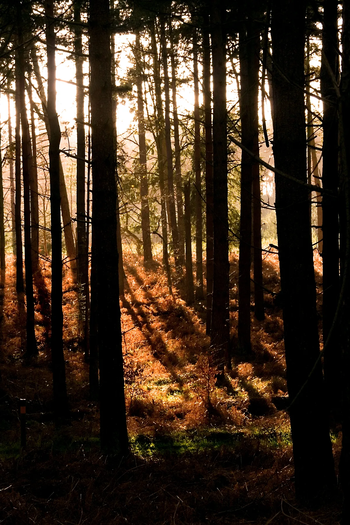 Thetford Forest