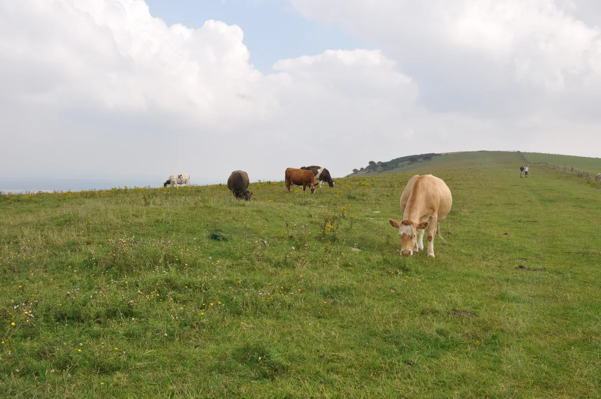 Three hlaews 400m north east of Overhill Lodge