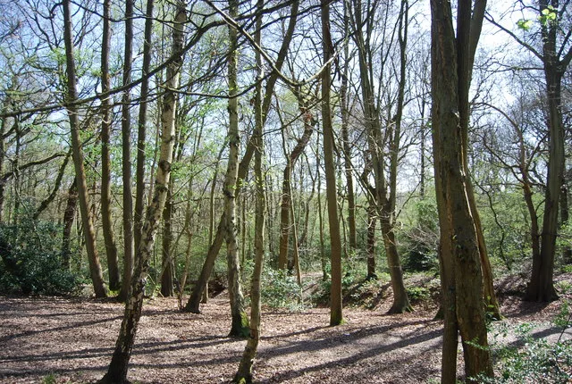 Threehalfpenny Wood