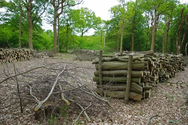 Thrift Wood