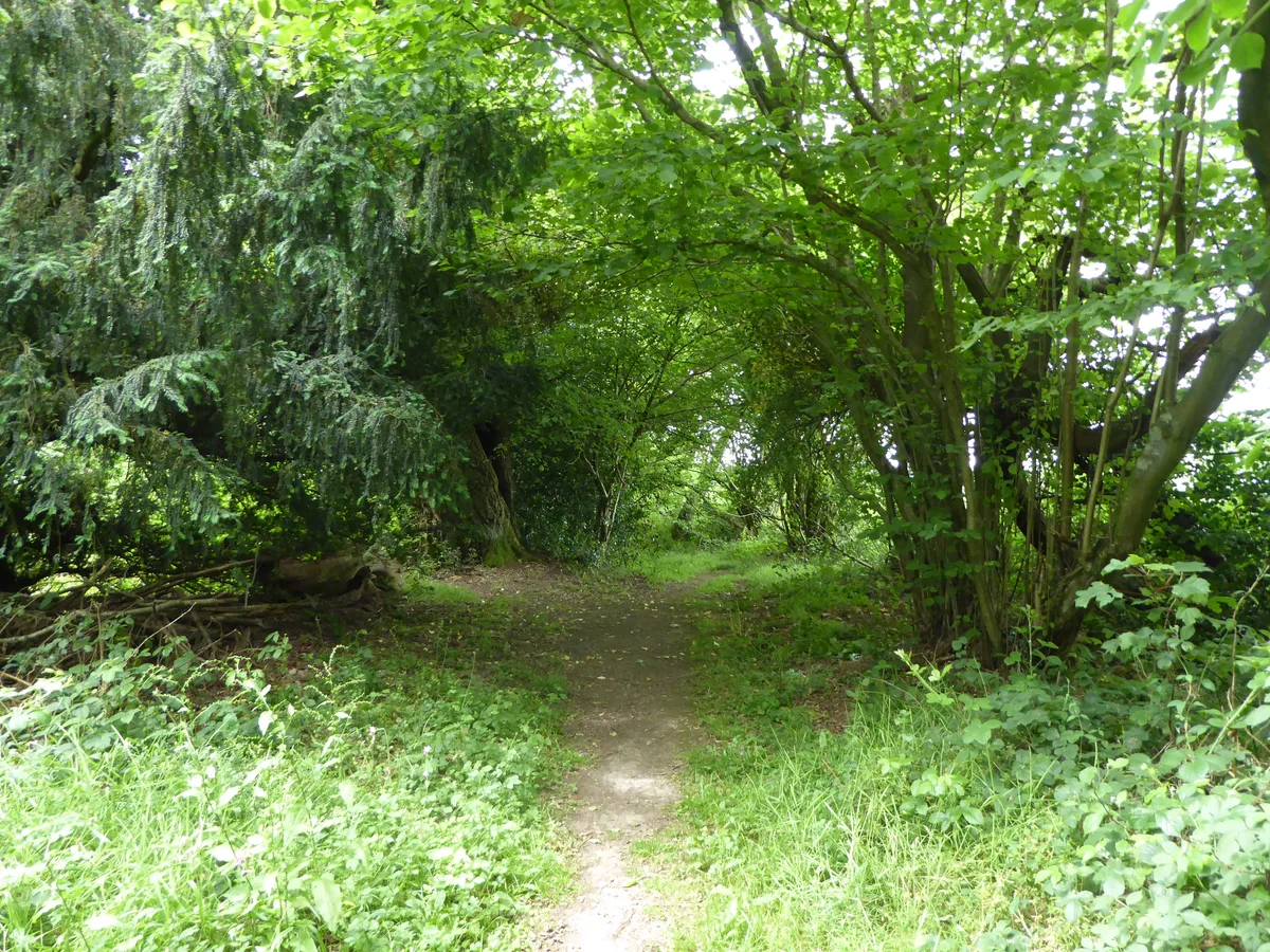 Thursford Wood