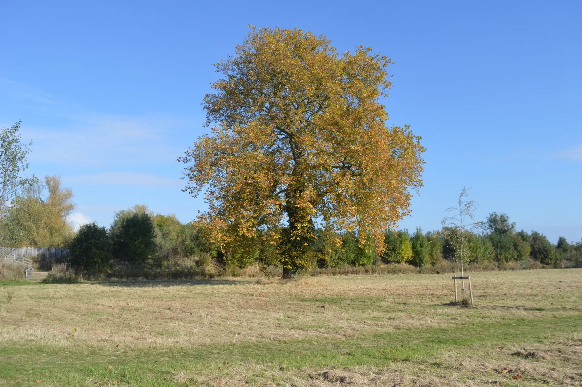 Trumpington Meadows