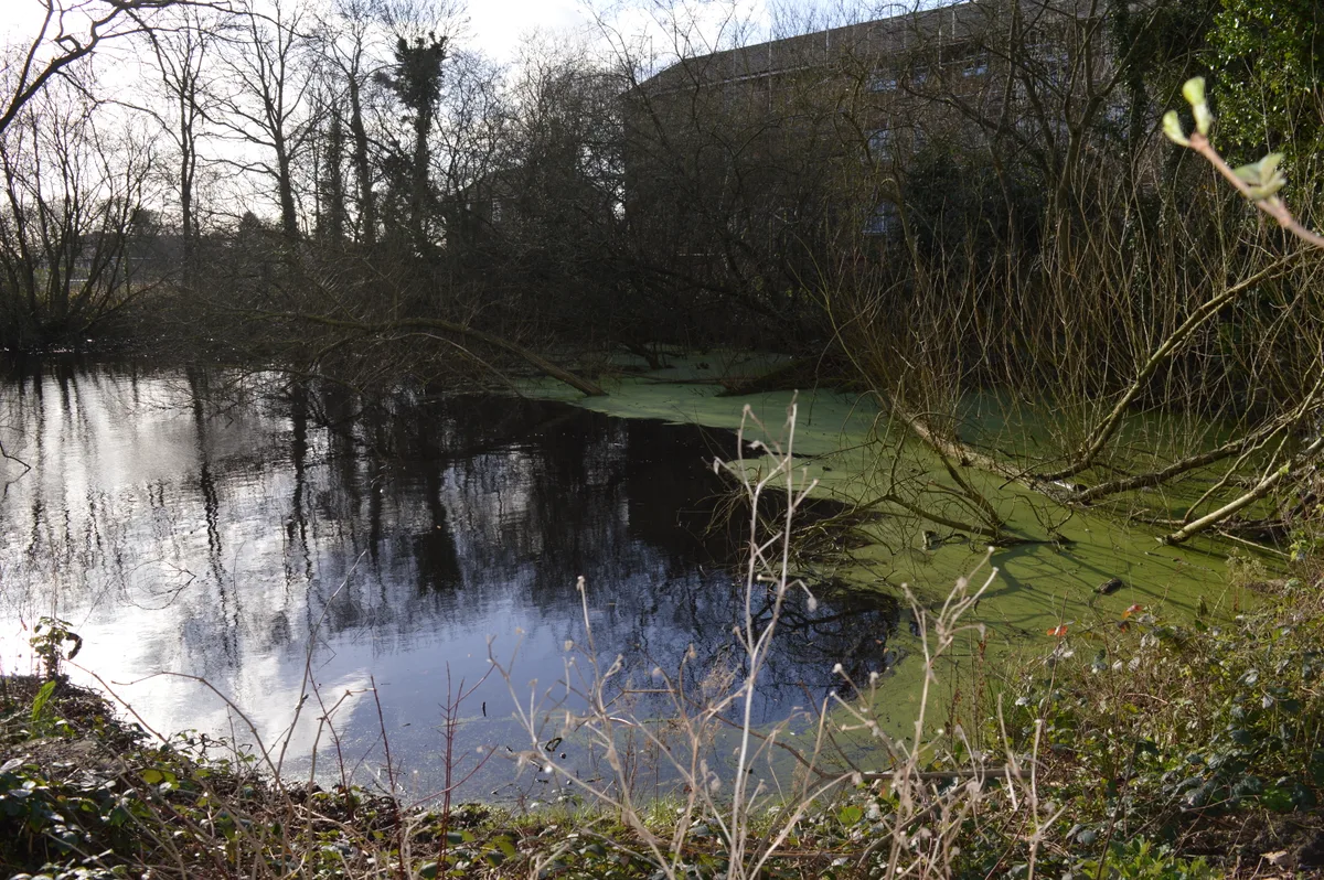 Uxbridge College Pond