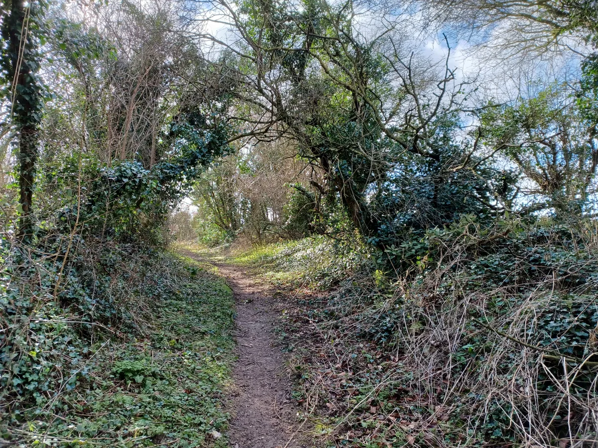 Wansdyke, section 530yds (490m) on W side of Old Dyke Lane