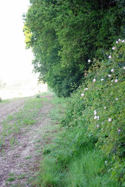 Weeleyhall Wood