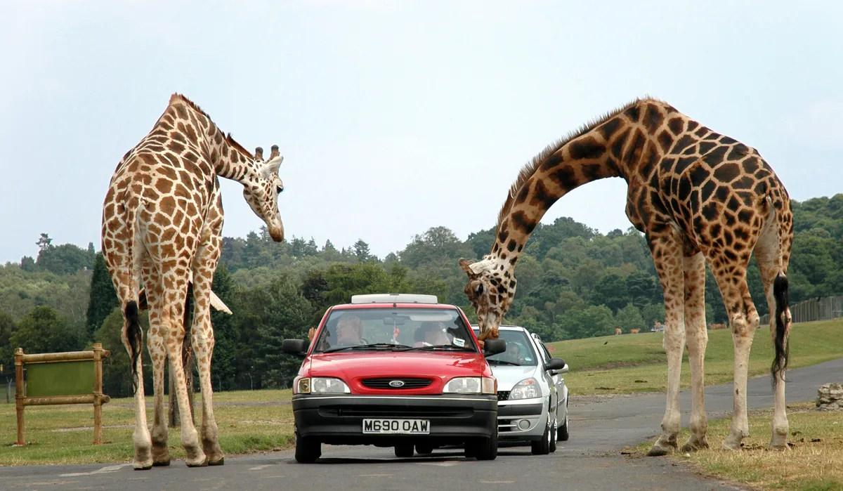 West Midland Safari Park