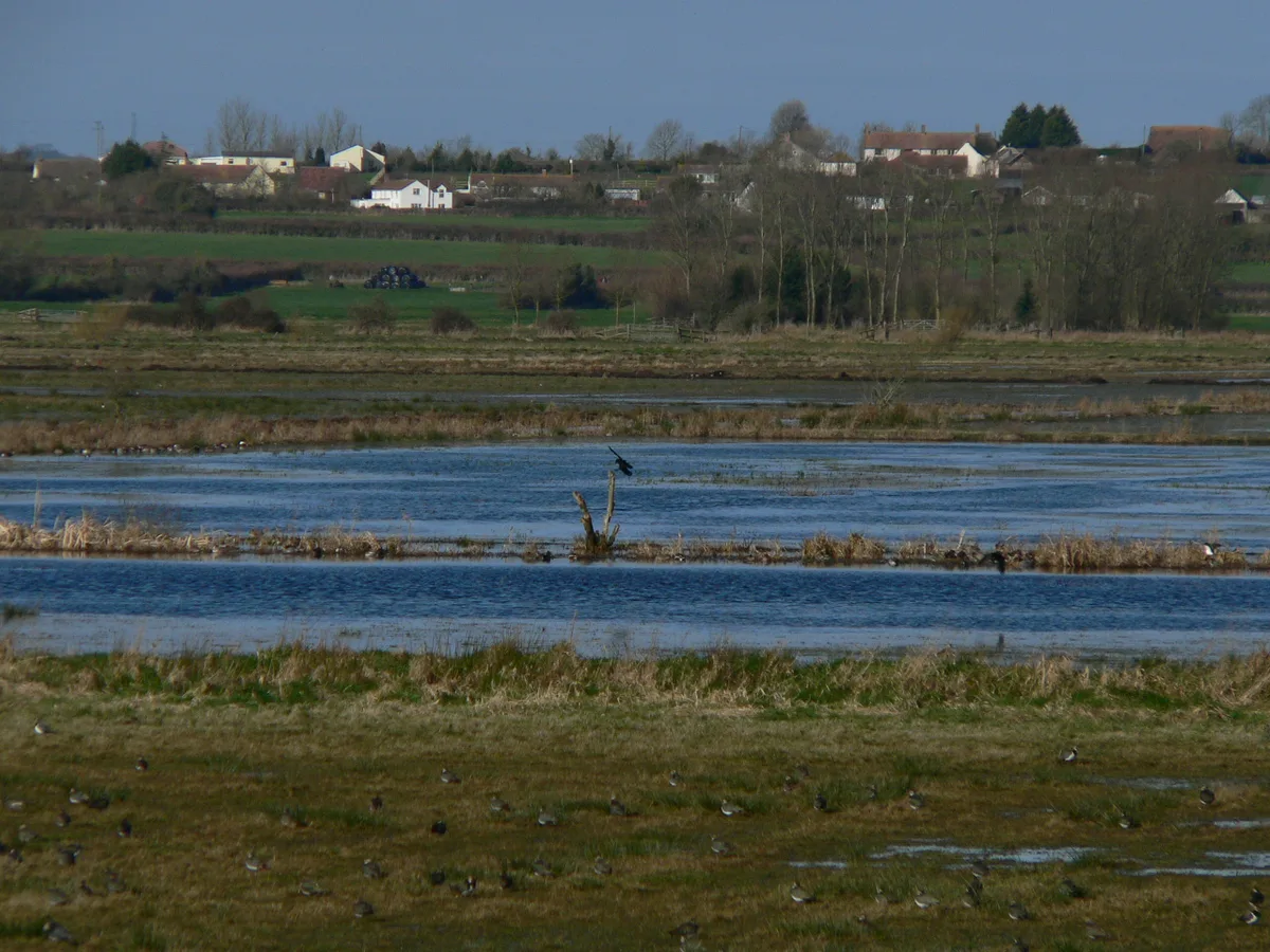 West Sedgemoor RSPB reserve