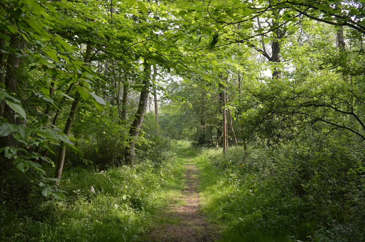 West Wood, Little Sampford