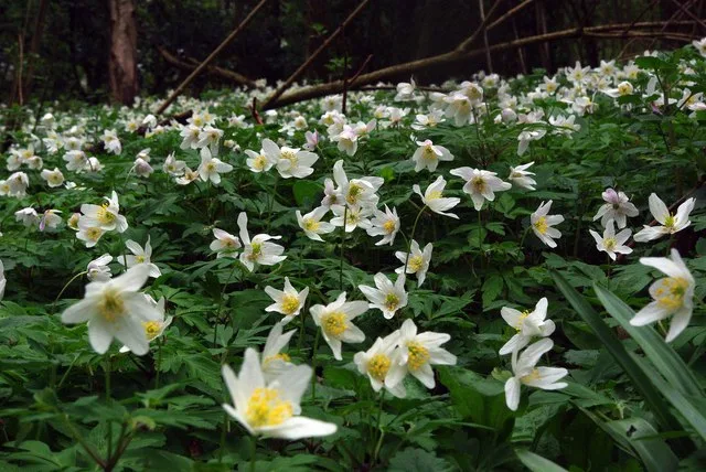 Westhouse Wood