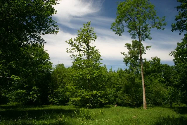 Wolves Wood