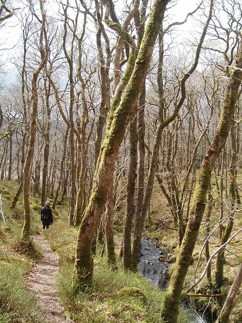 Wood of Cree RSPB reserve