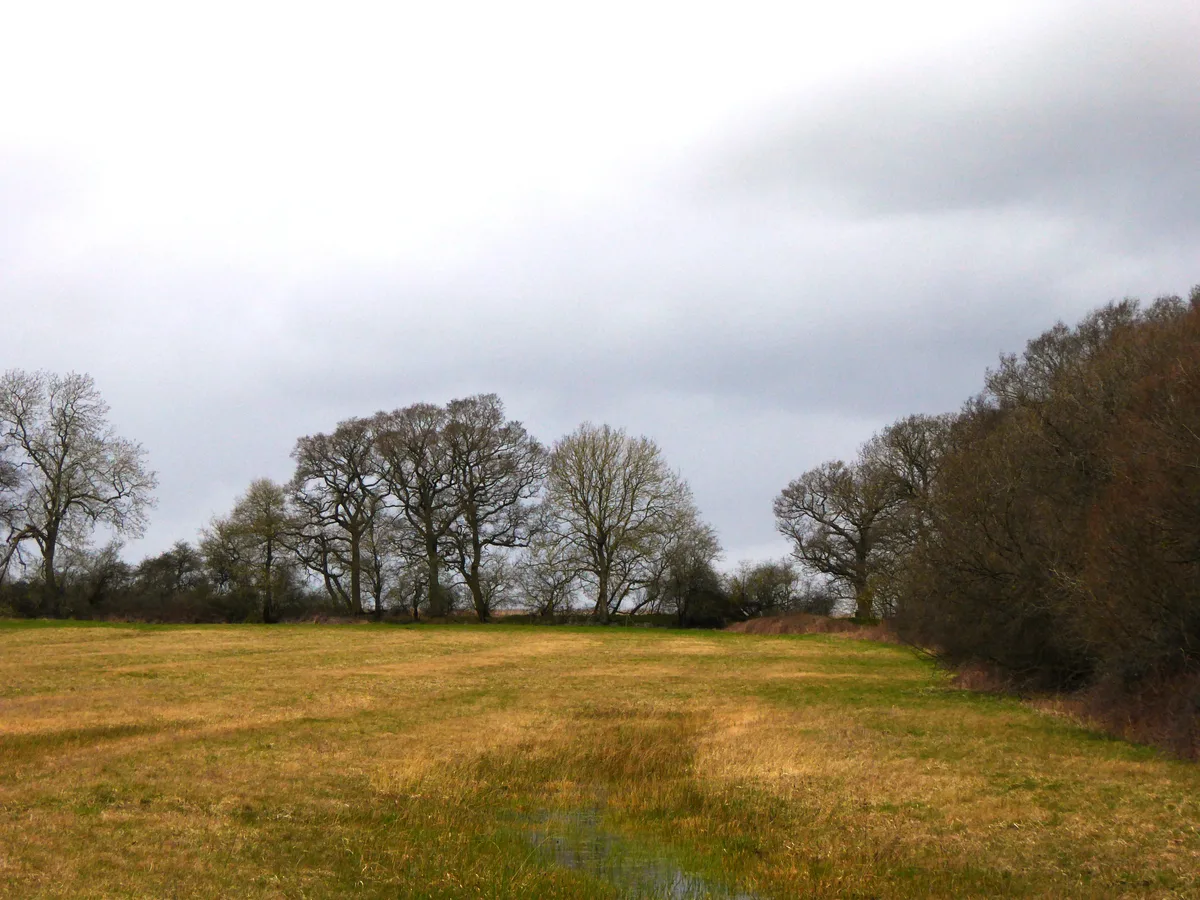 Woodsides Meadow