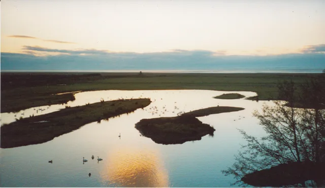 WWT Caerlaverock