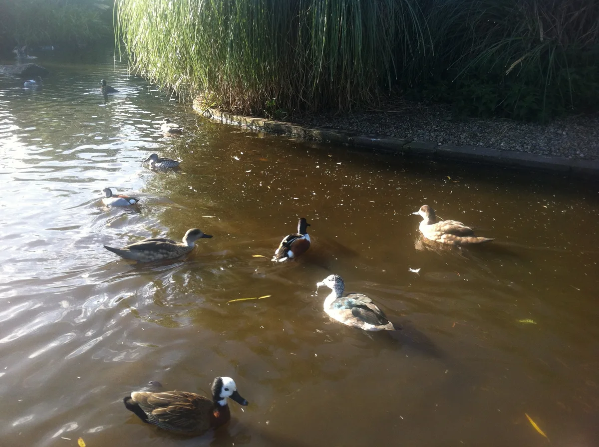 WWT Castle Espie Wetland Centre