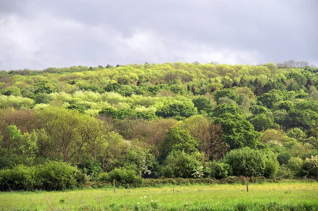 Wytham Woods